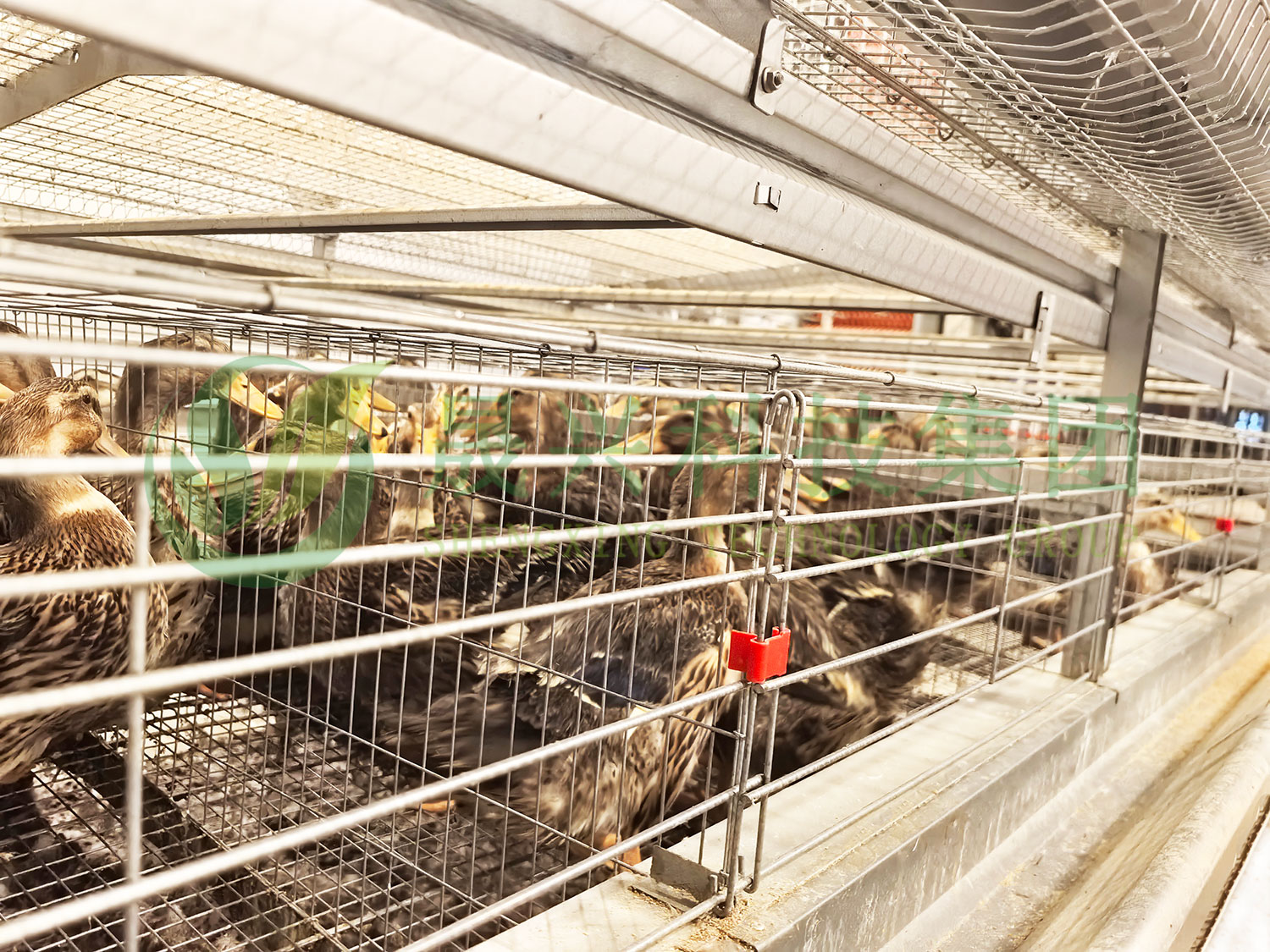 笼养鸭设备