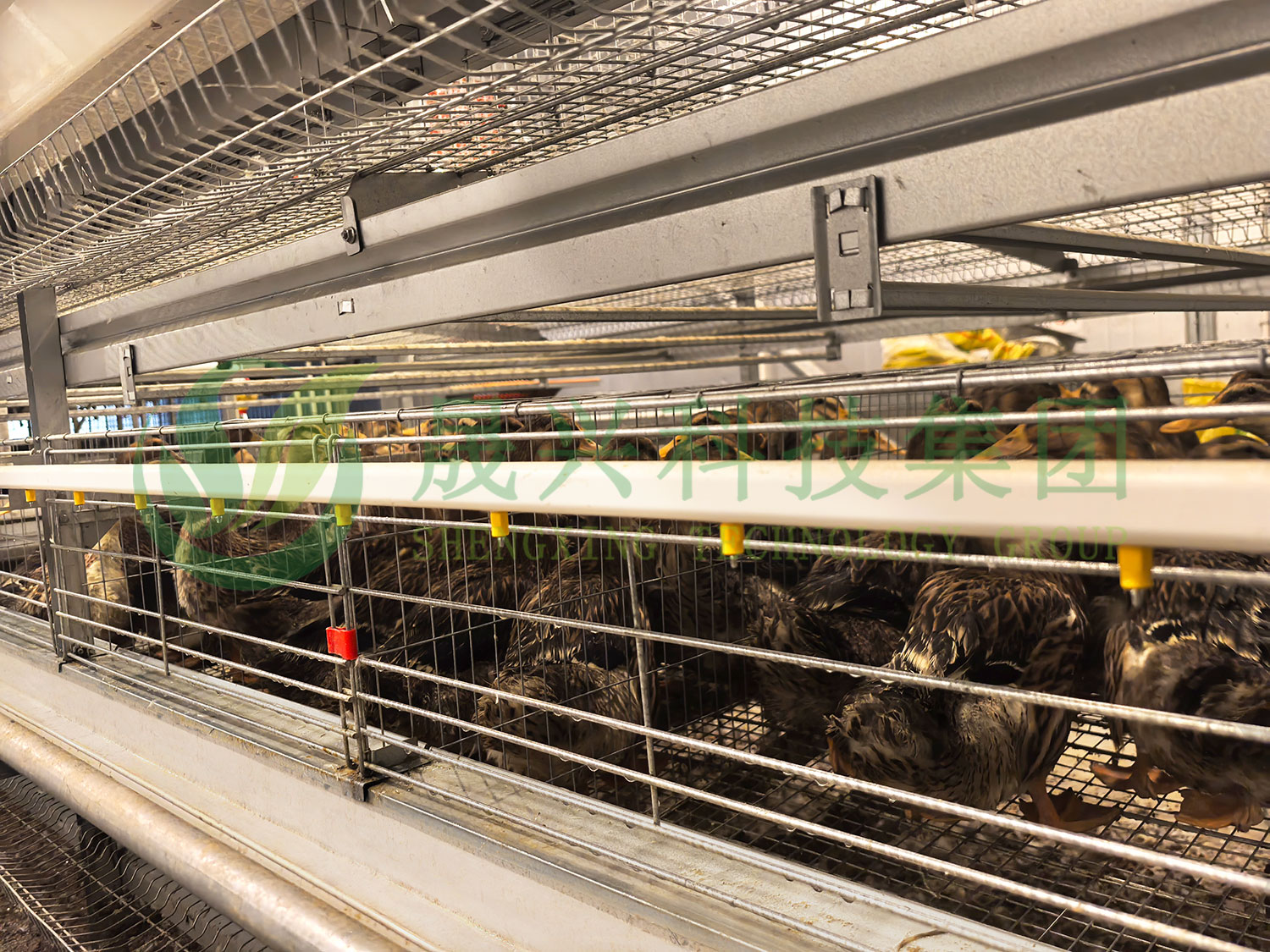 笼养鸭设备