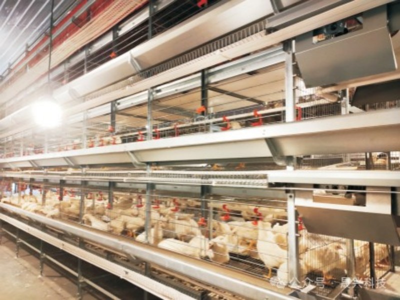 养鸡设备